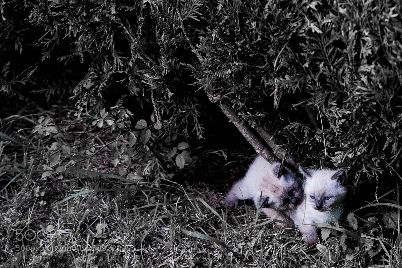 Canon EOS 7D Mark II sample photo. Kitten photography