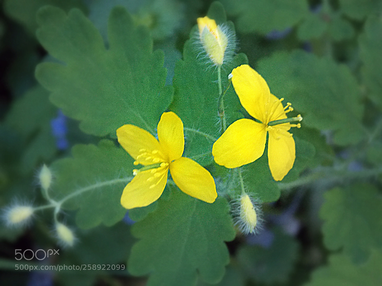 Nikon Coolpix L810 sample photo. Yellow flower photography