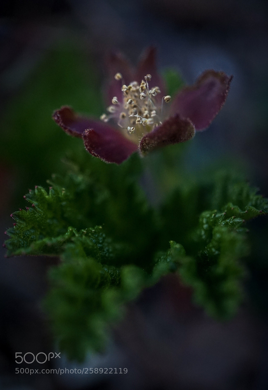 Sony a7 II sample photo. Forest...fern flower photography