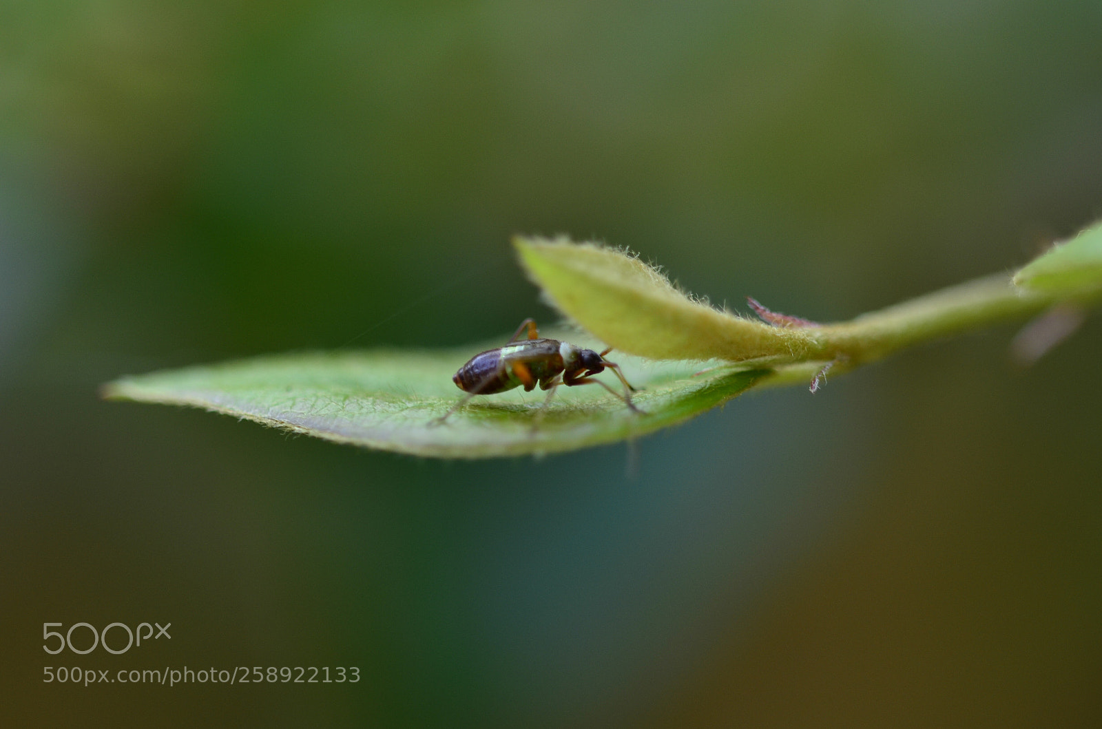 Nikon D5100 sample photo. Little bug photography