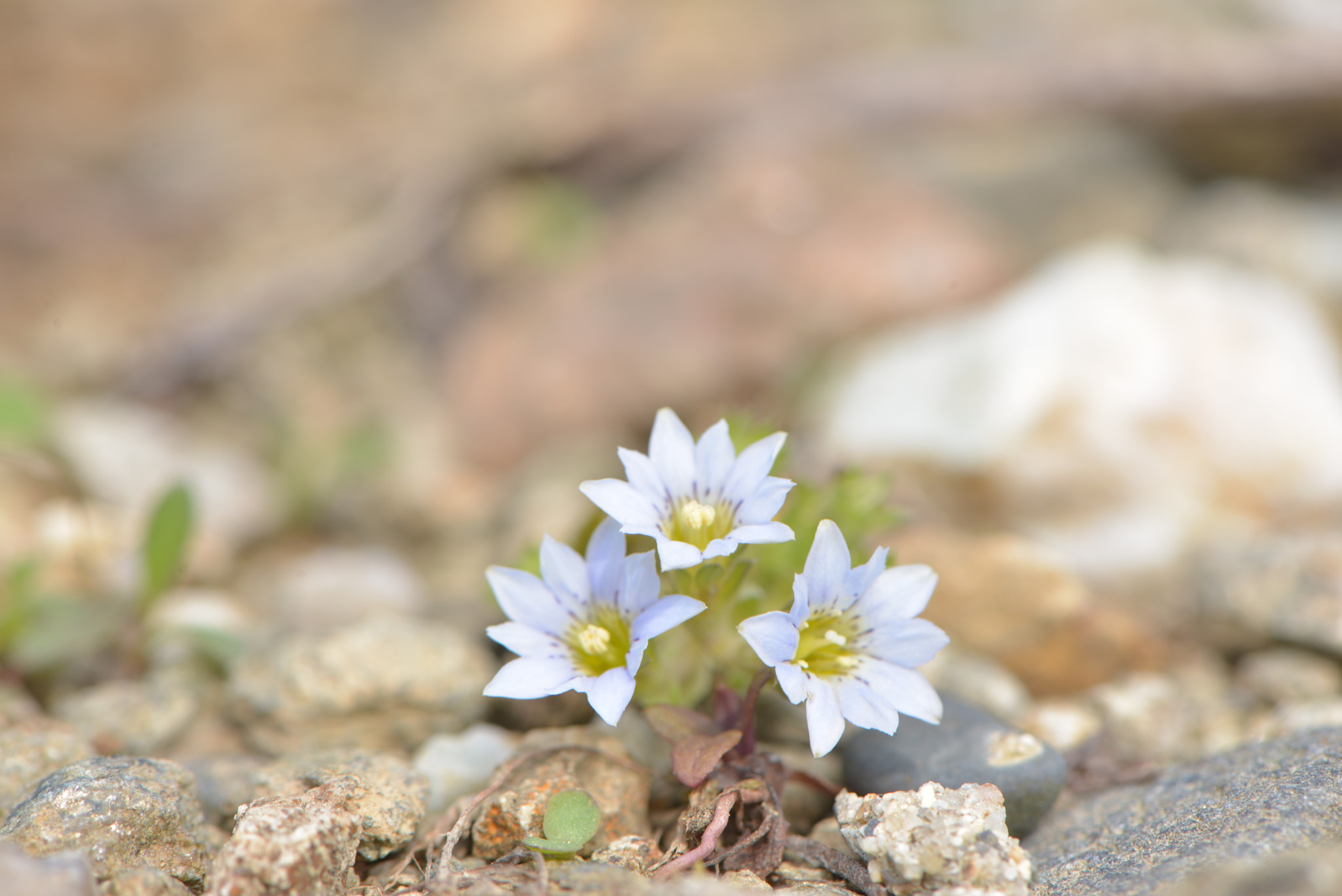 Nikon AF-S Micro-Nikkor 105mm F2.8G IF-ED VR sample photo