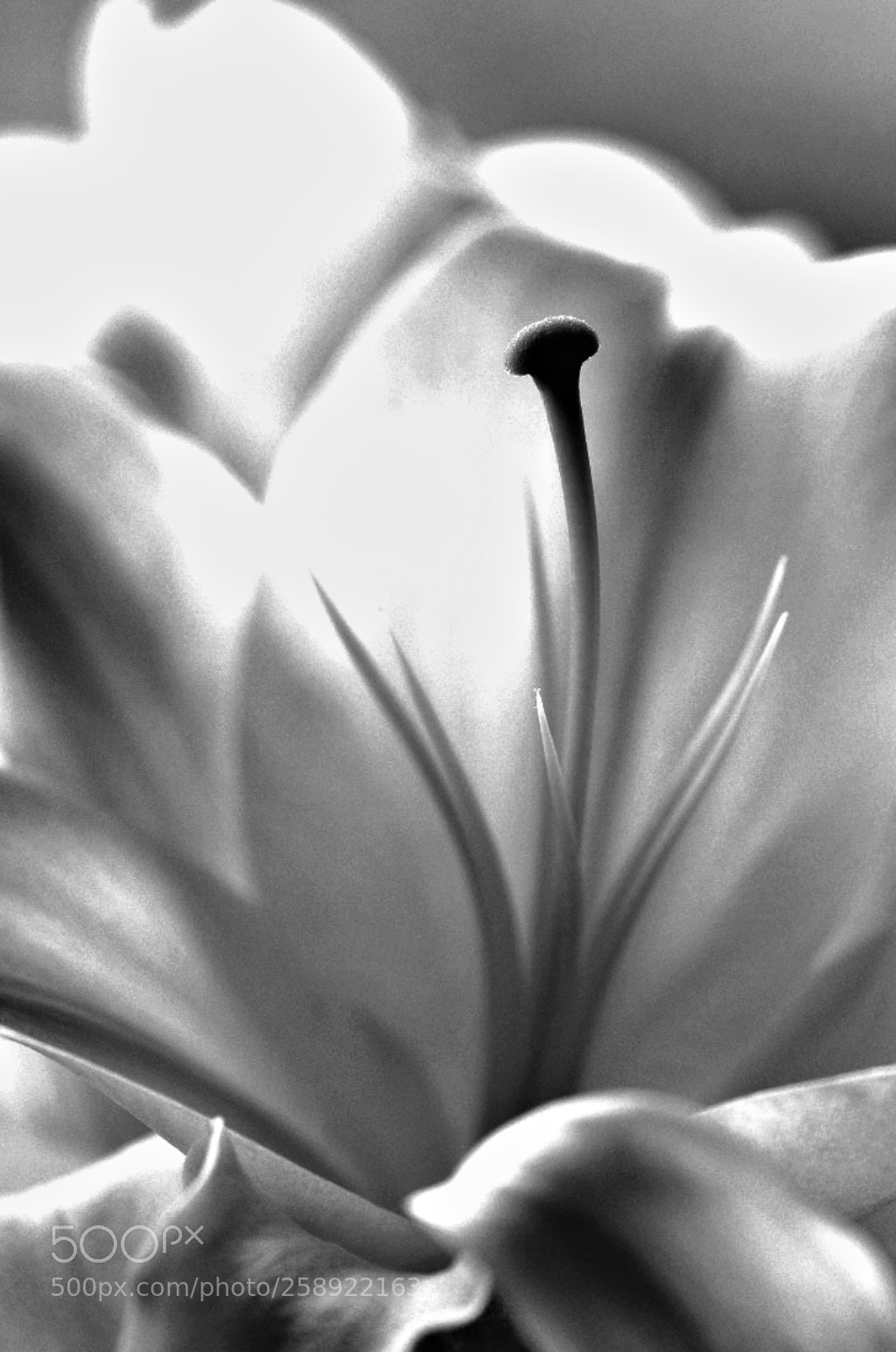 Fujifilm X-T2 sample photo. Untitled photography