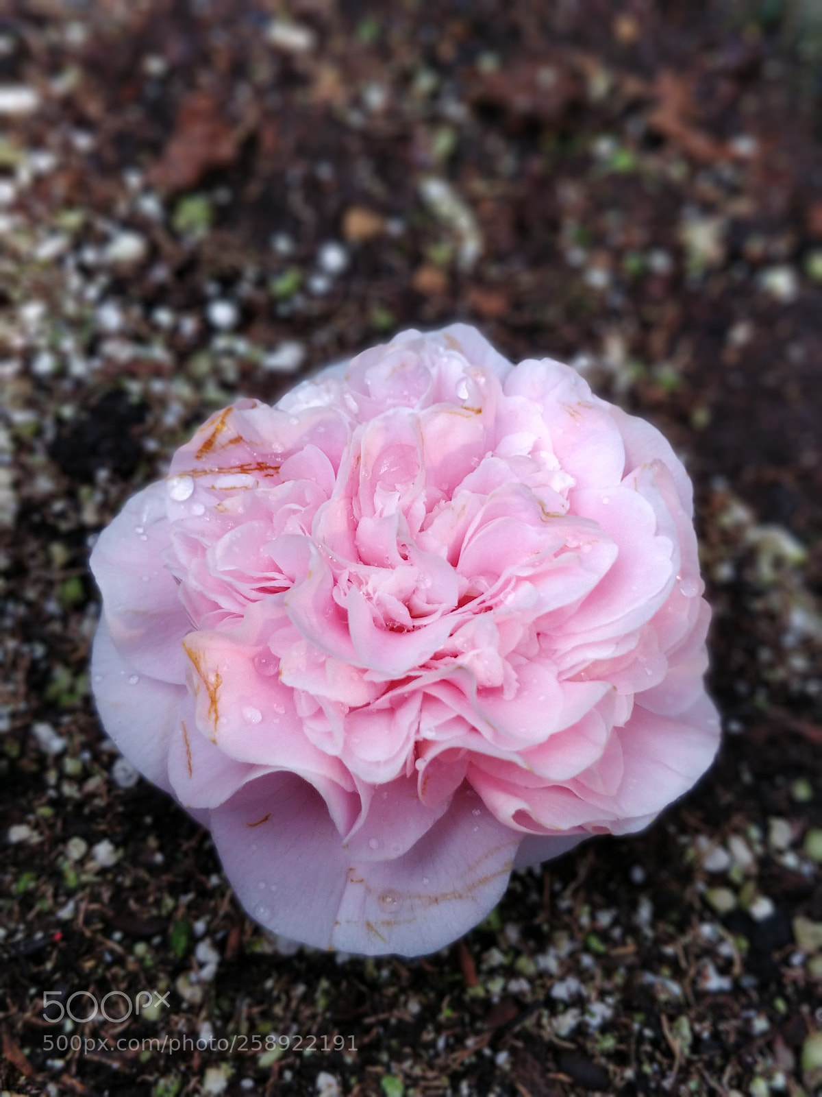 OnePlus 5 sample photo. Camellia photography