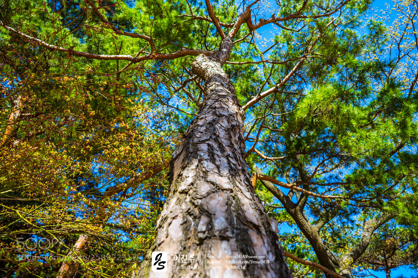 Sony a7 II sample photo. Wood photography