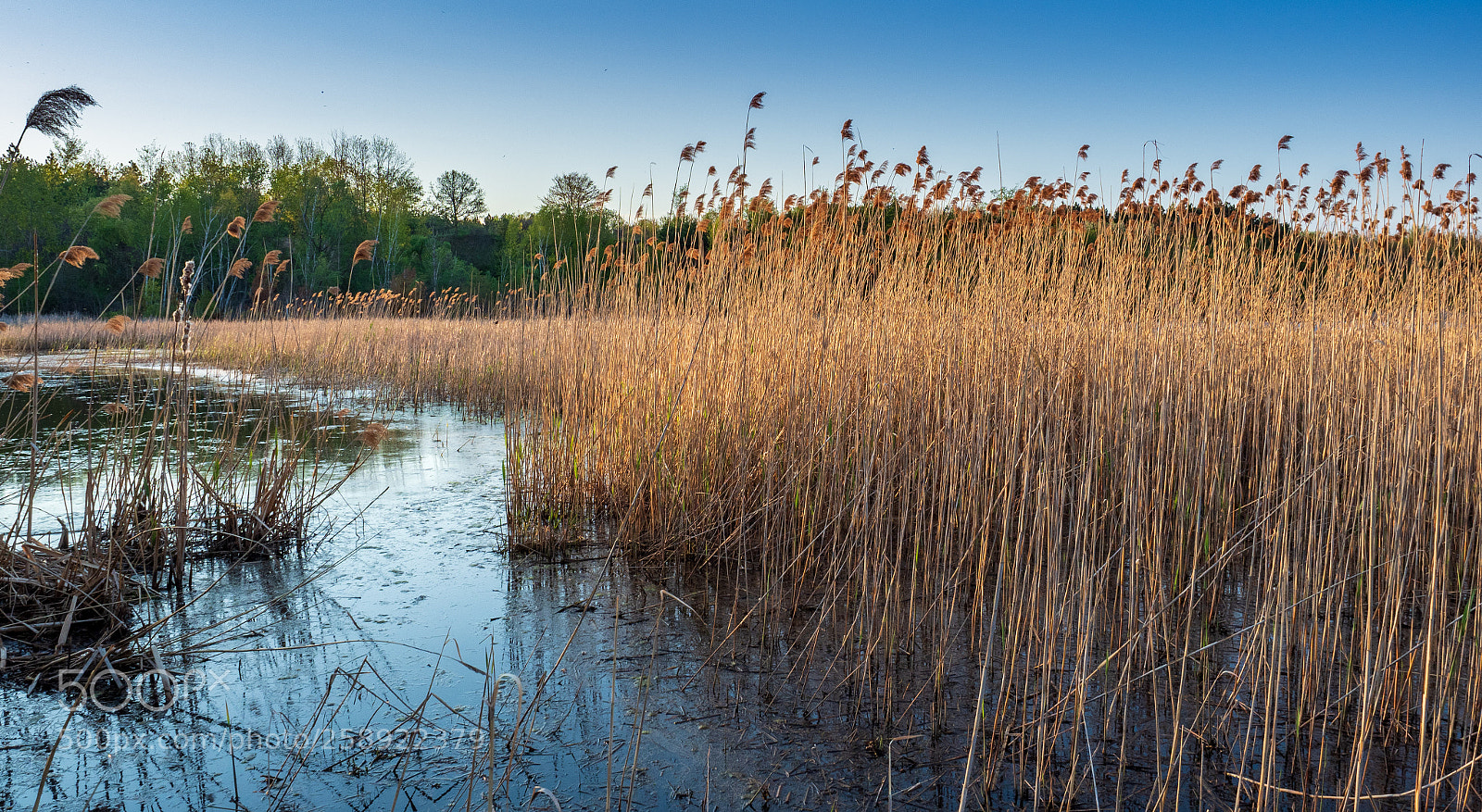 Olympus OM-D E-M1 Mark II sample photo. Reeds in the evening photography