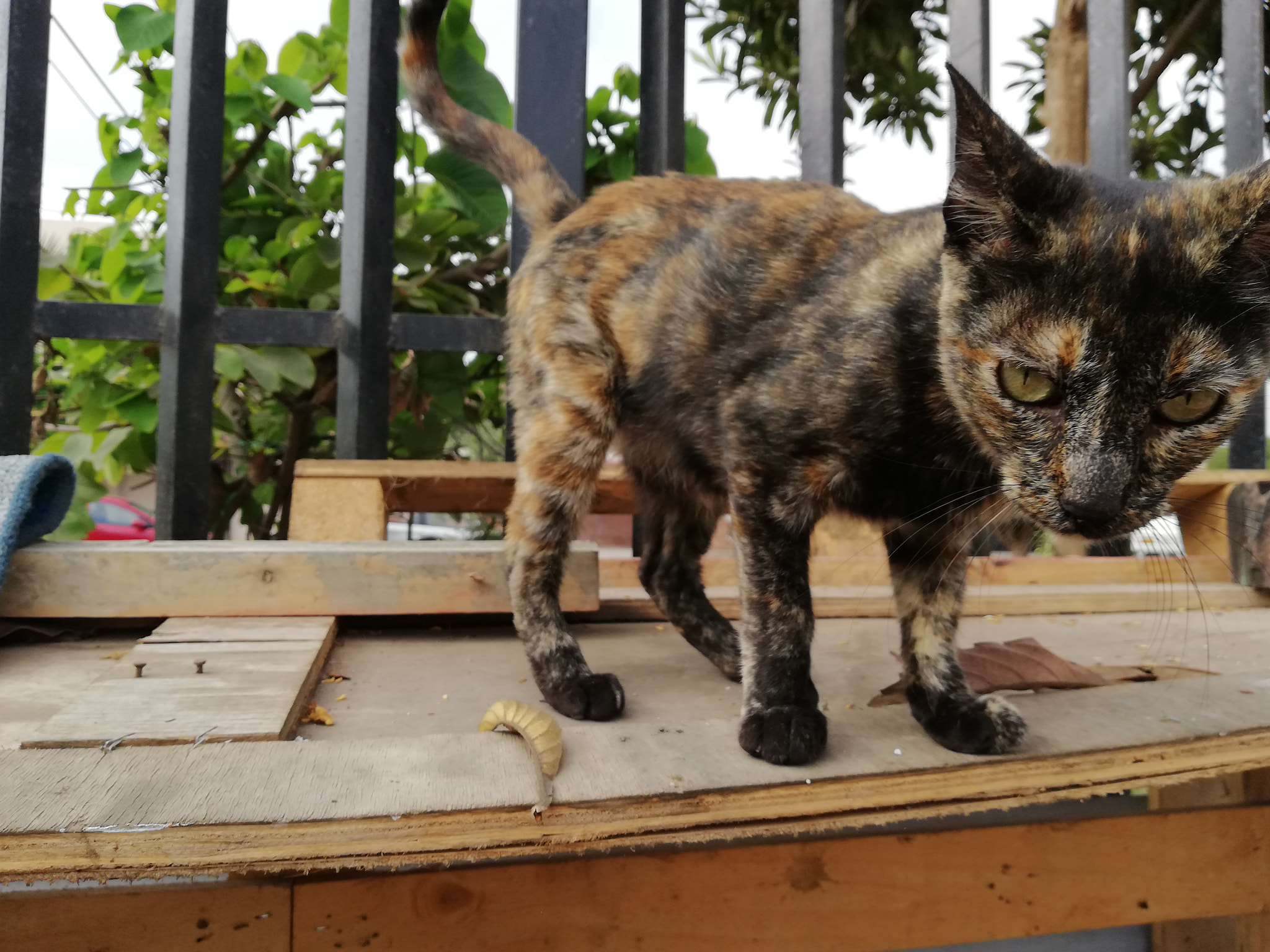 HUAWEI Mate 10 Lite sample photo