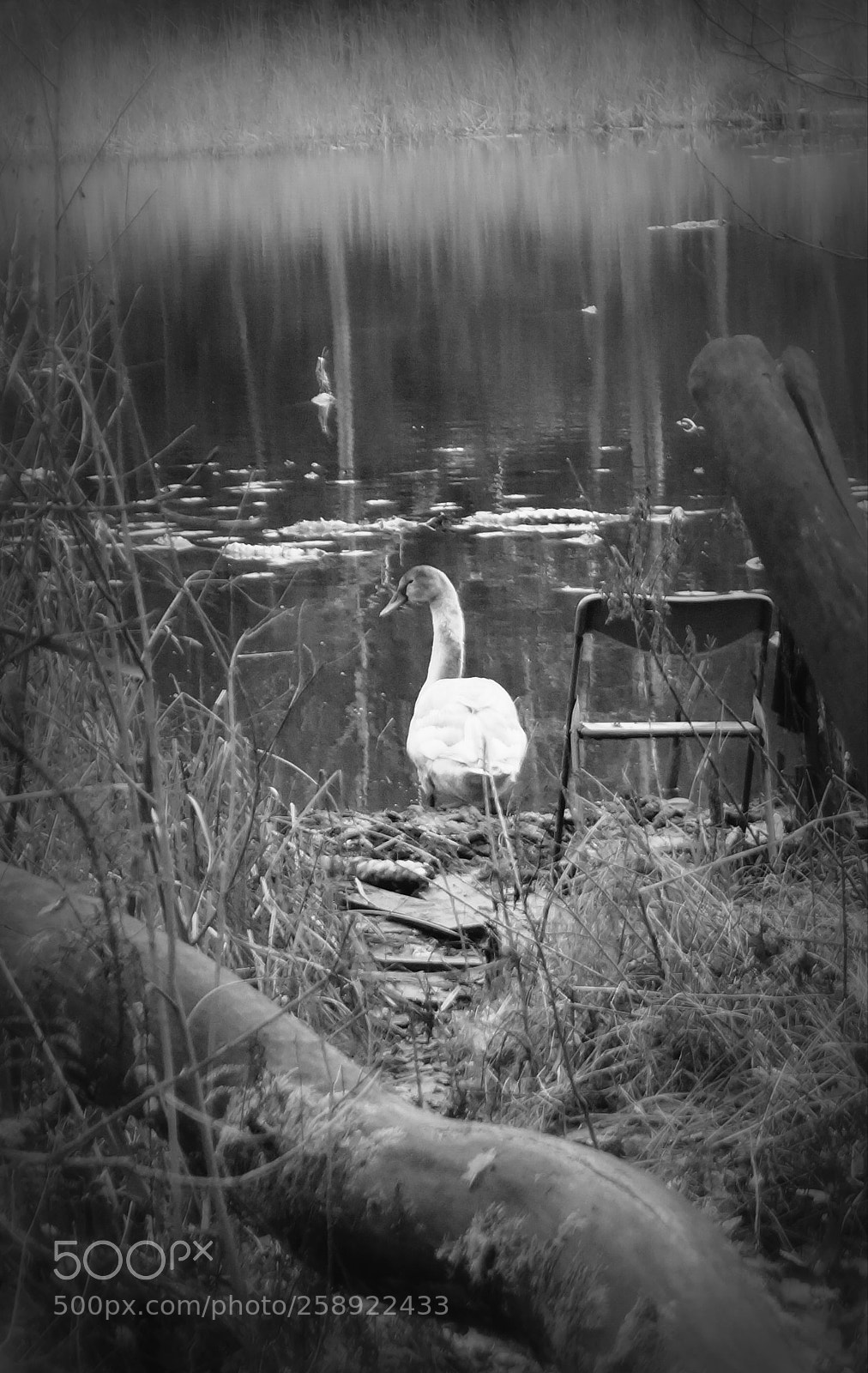 Sony SLT-A58 sample photo. Swan photography