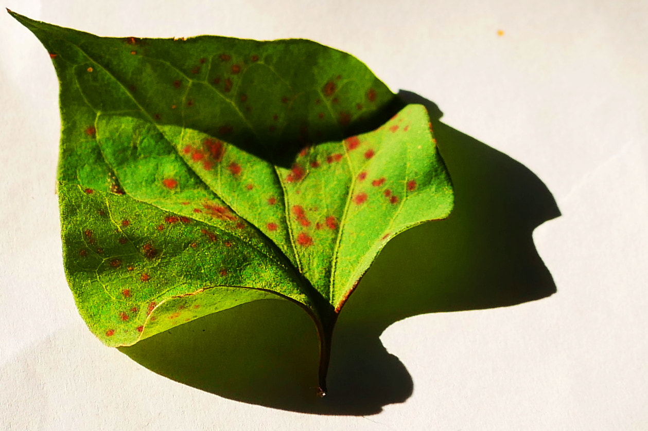 Panasonic Lumix DMC-GX85 (Lumix DMC-GX80 / Lumix DMC-GX7 Mark II) sample photo. A  leaf photography