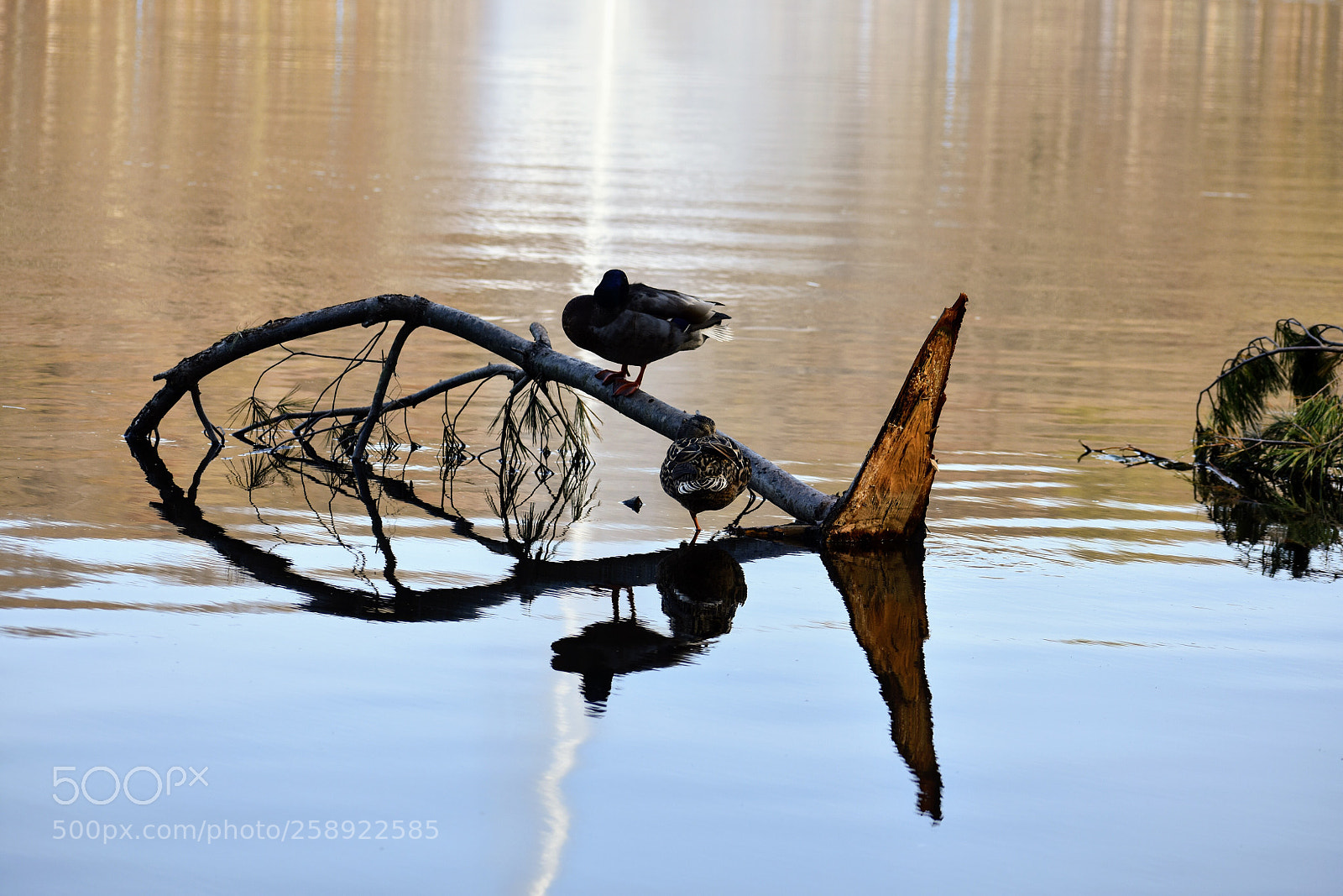 Nikon D3400 sample photo. Reflection overload  photography