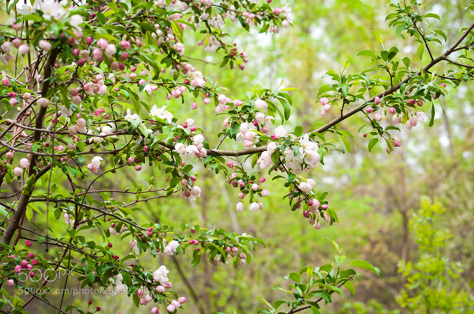 Nikon D90 sample photo. Buds in gentle rain photography