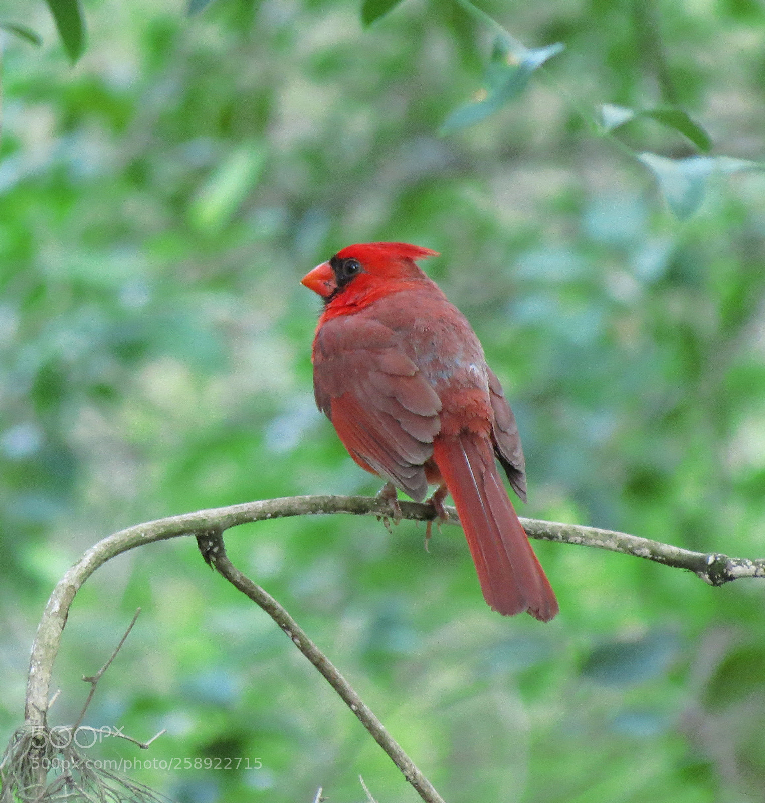 Canon PowerShot SX40 HS sample photo. Male cardinal photography
