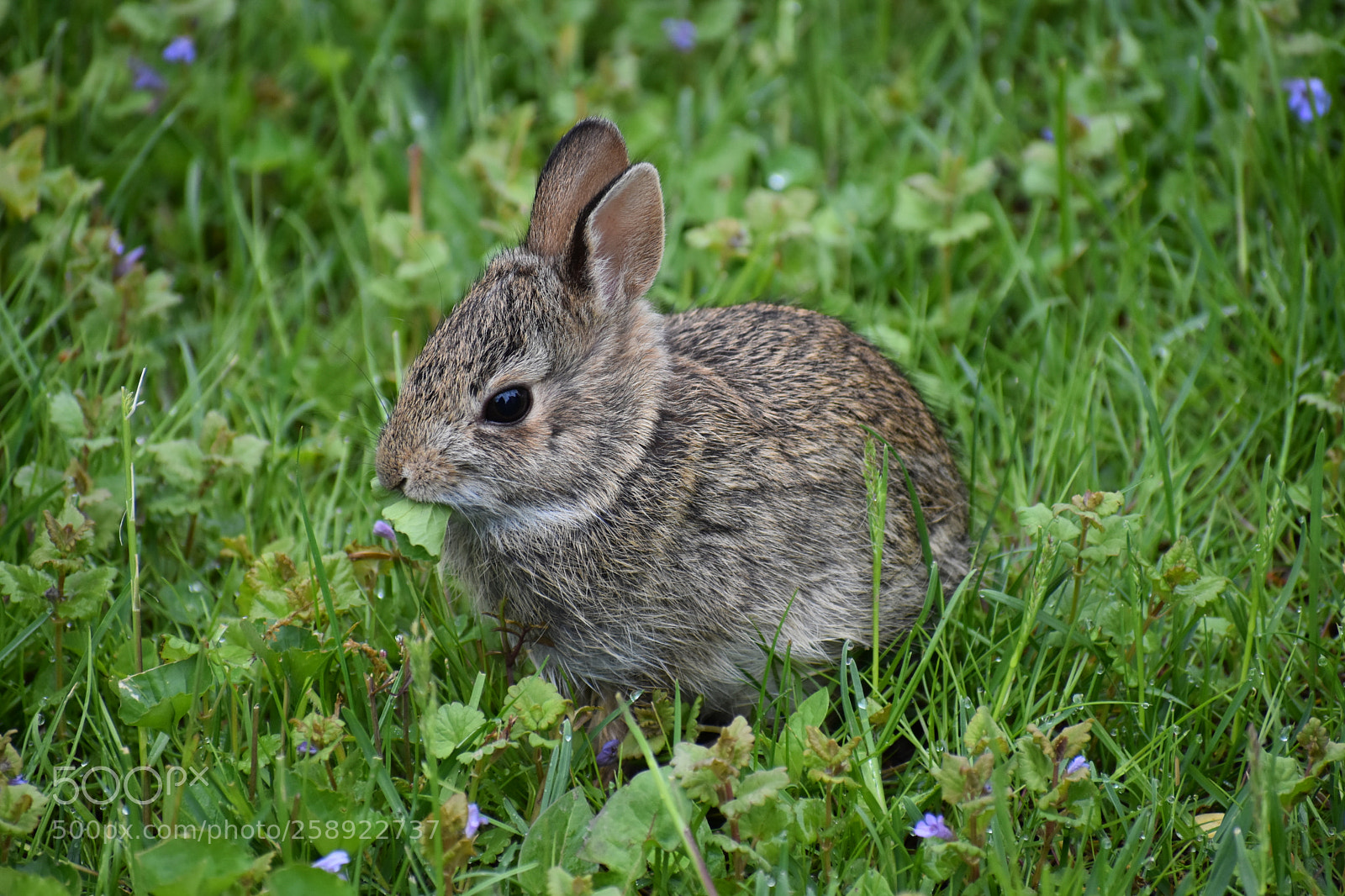 Nikon D3400 sample photo. Bunny photography