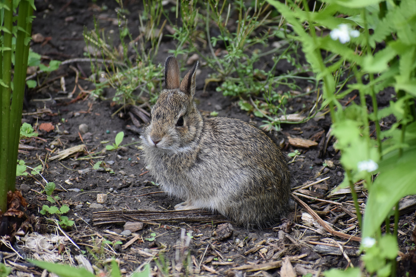 Nikon D3400 sample photo. Bunny photography