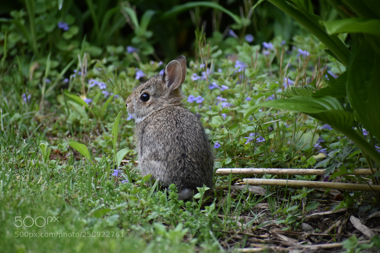 Nikon D3400 sample photo. Bunny photography