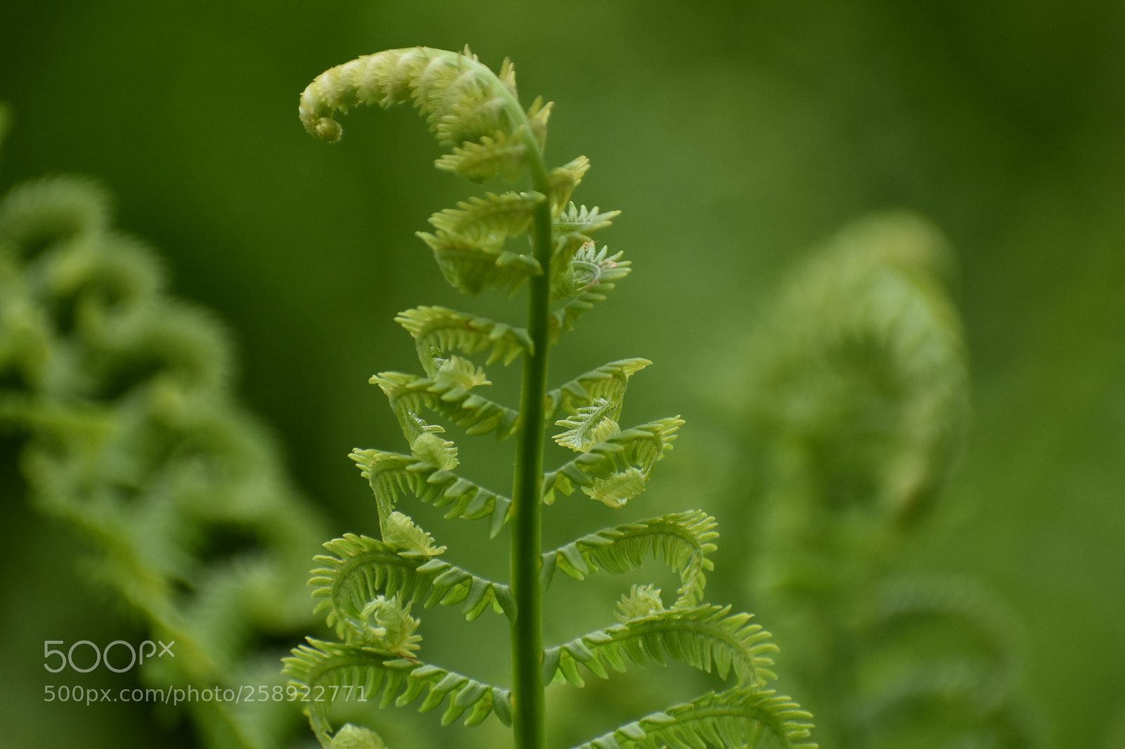 Nikon D3400 sample photo. Fiddlehead ferns photography