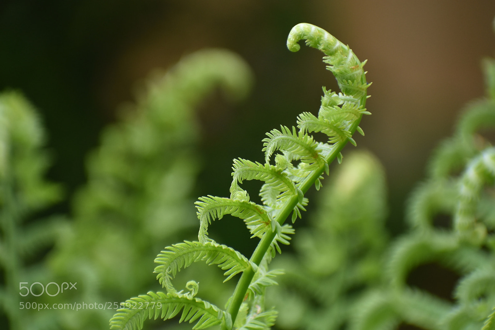 Nikon D3400 sample photo. Fiddlehead ferns photography