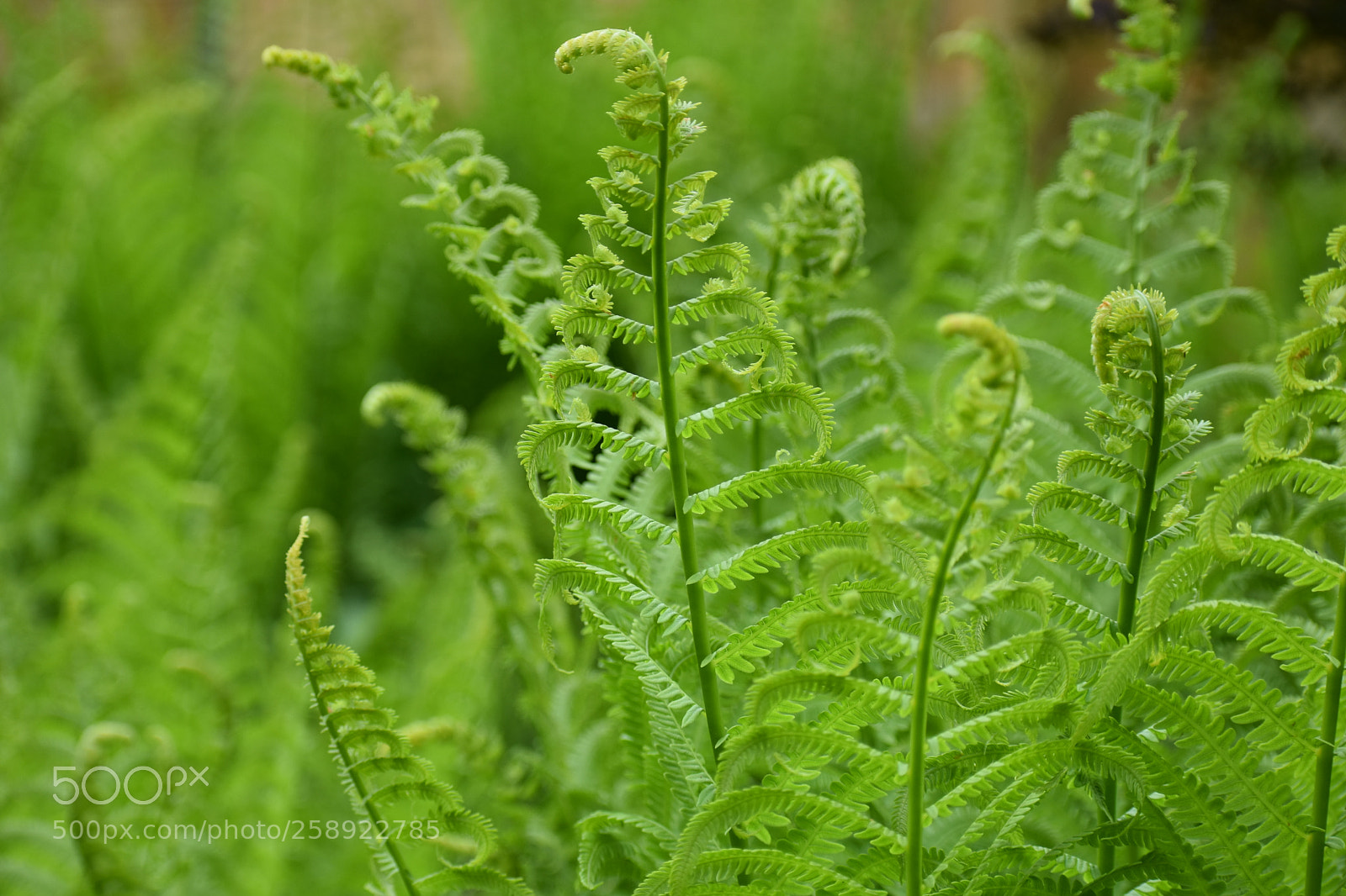 Nikon D3400 sample photo. Fiddlehead ferns photography