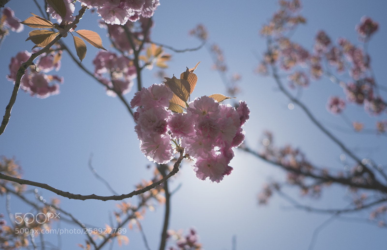 Fujifilm X-T2 sample photo. Sakura photography