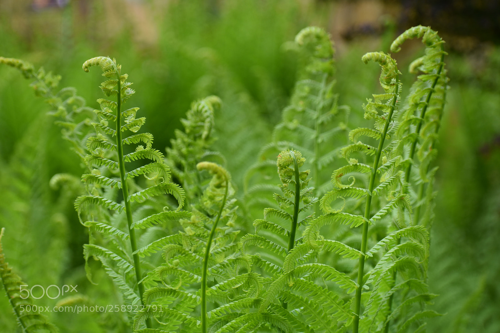 Nikon D3400 sample photo. Fiddlehead ferns photography