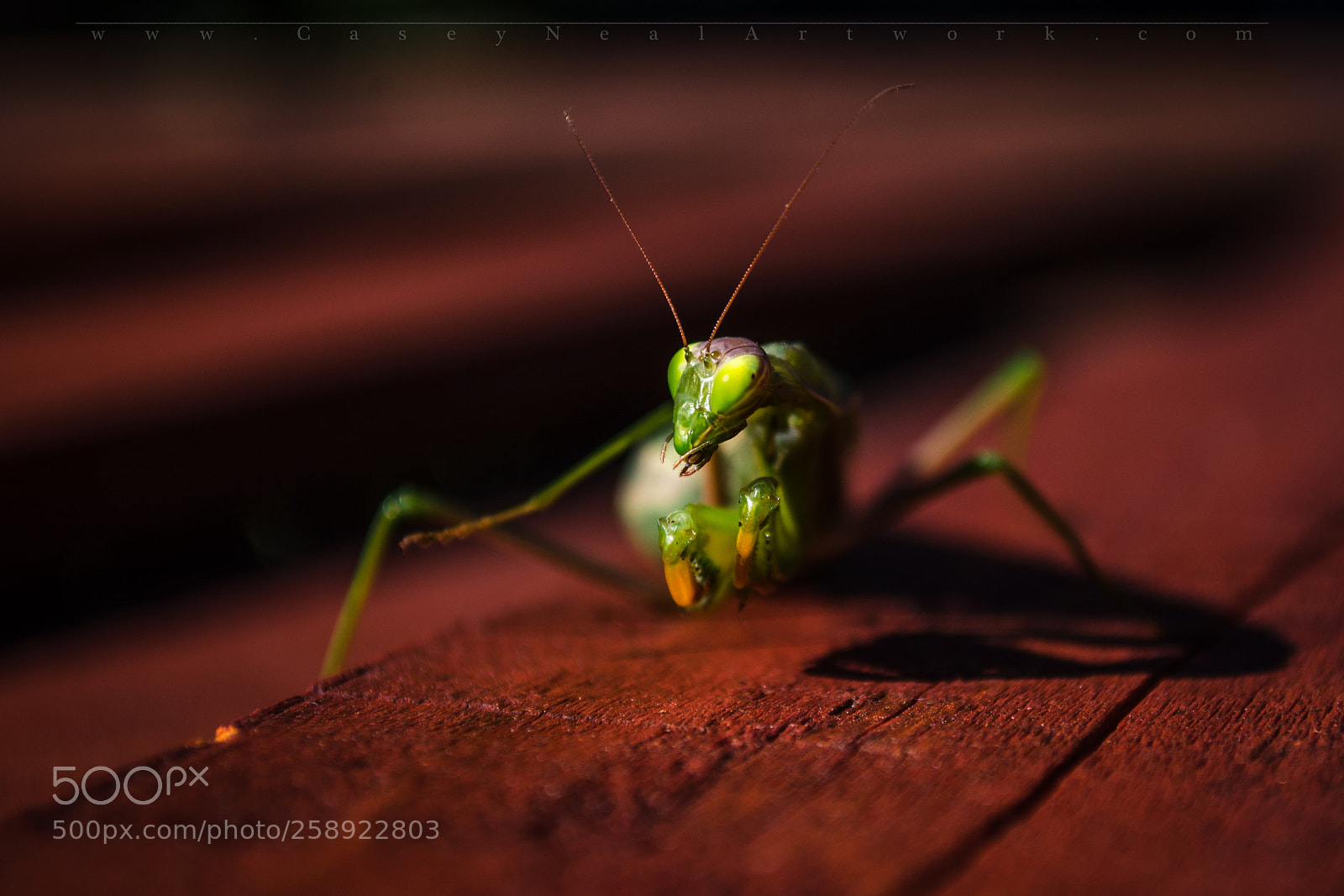 Nikon D5100 sample photo. Praying mantis photography