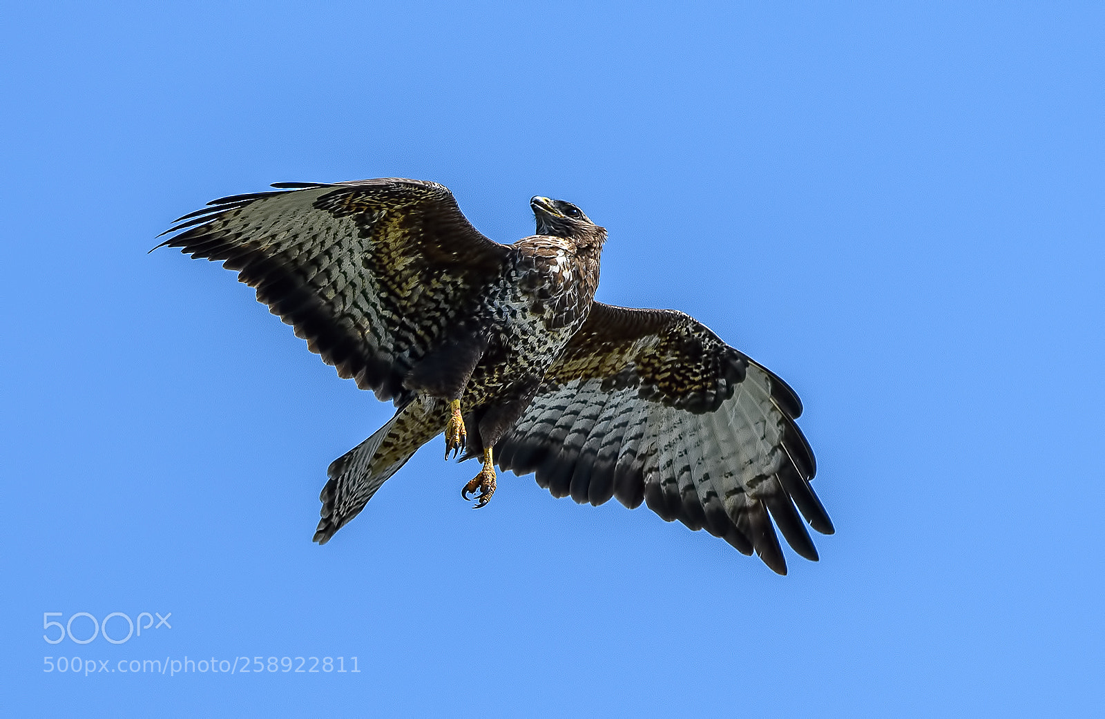 Nikon D850 sample photo. Buzzard being chased photography