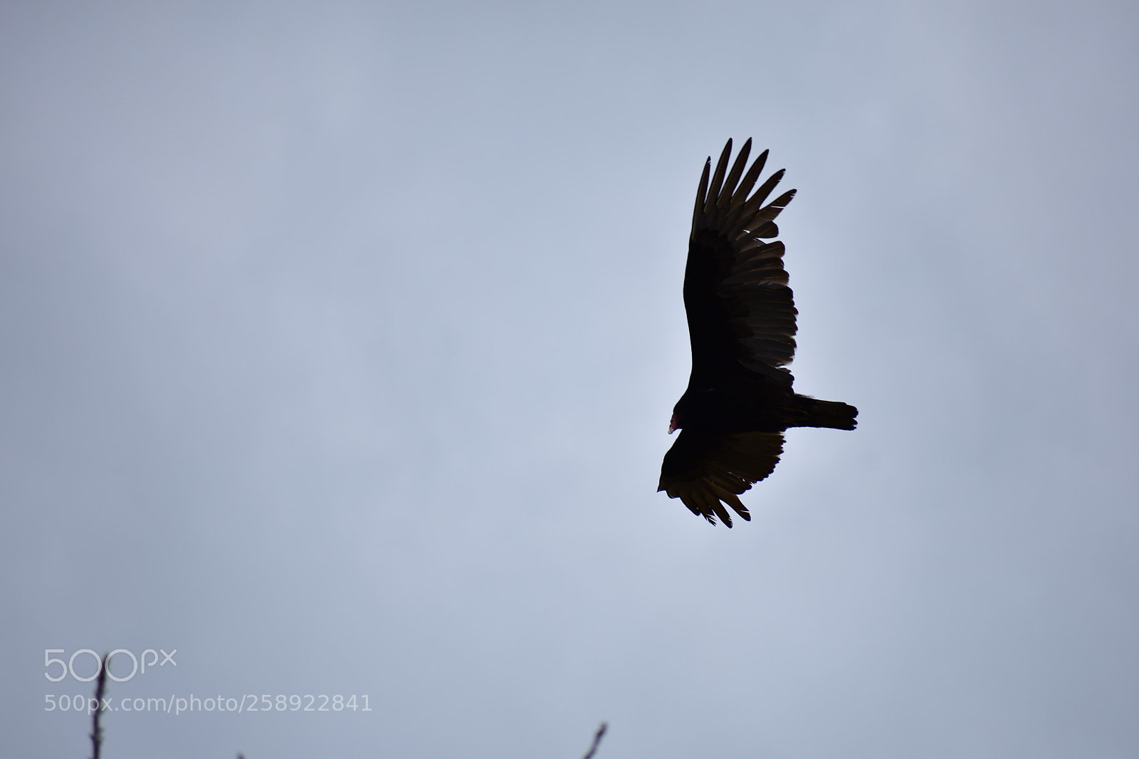 Nikon D3400 sample photo. Vultures photography