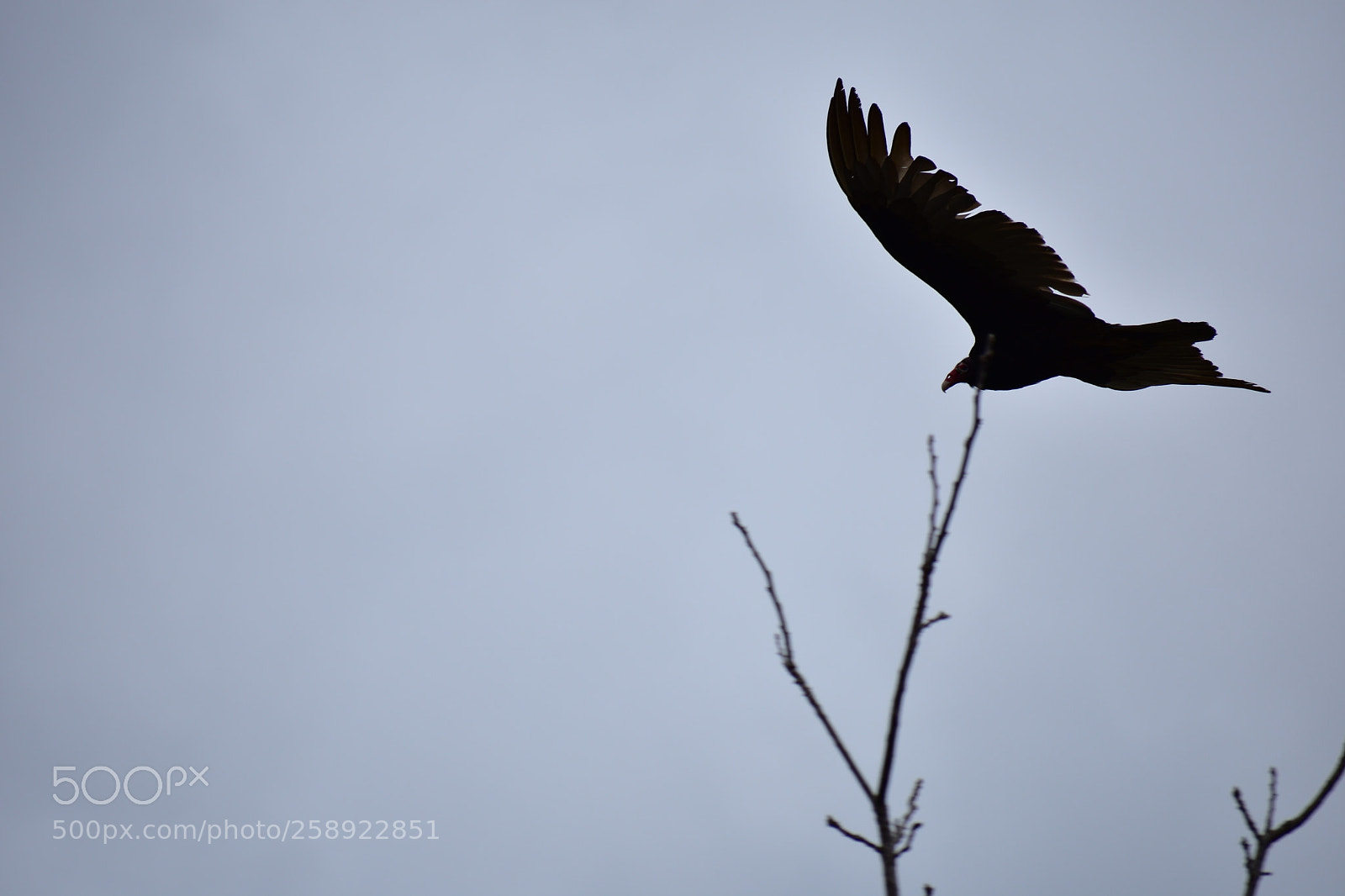 Nikon D3400 sample photo. Vultures photography