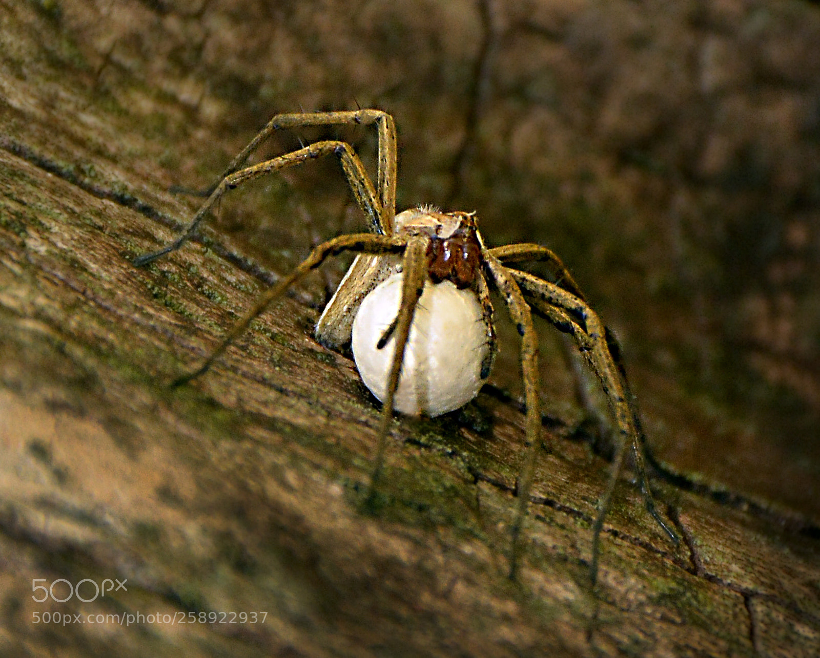 Nikon D5200 sample photo. Spider 33 photography