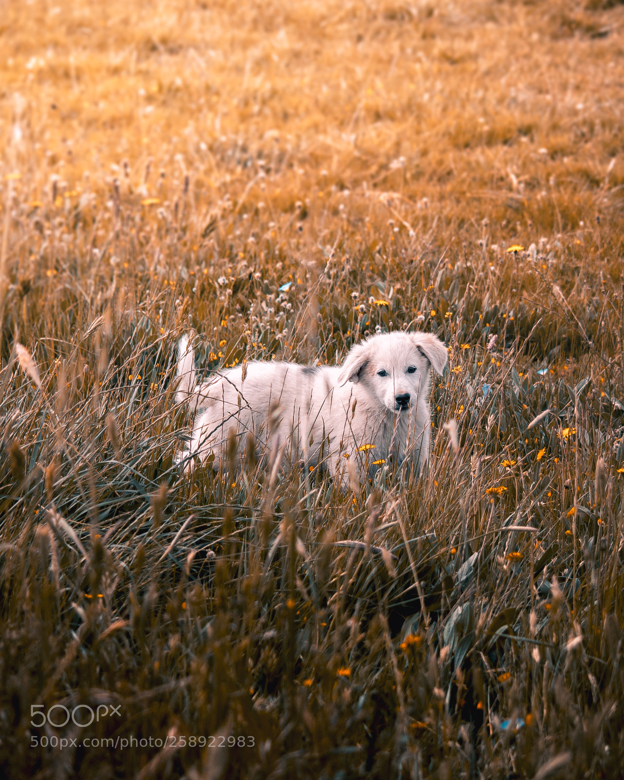 Nikon D3300 sample photo. Lost puppy photography