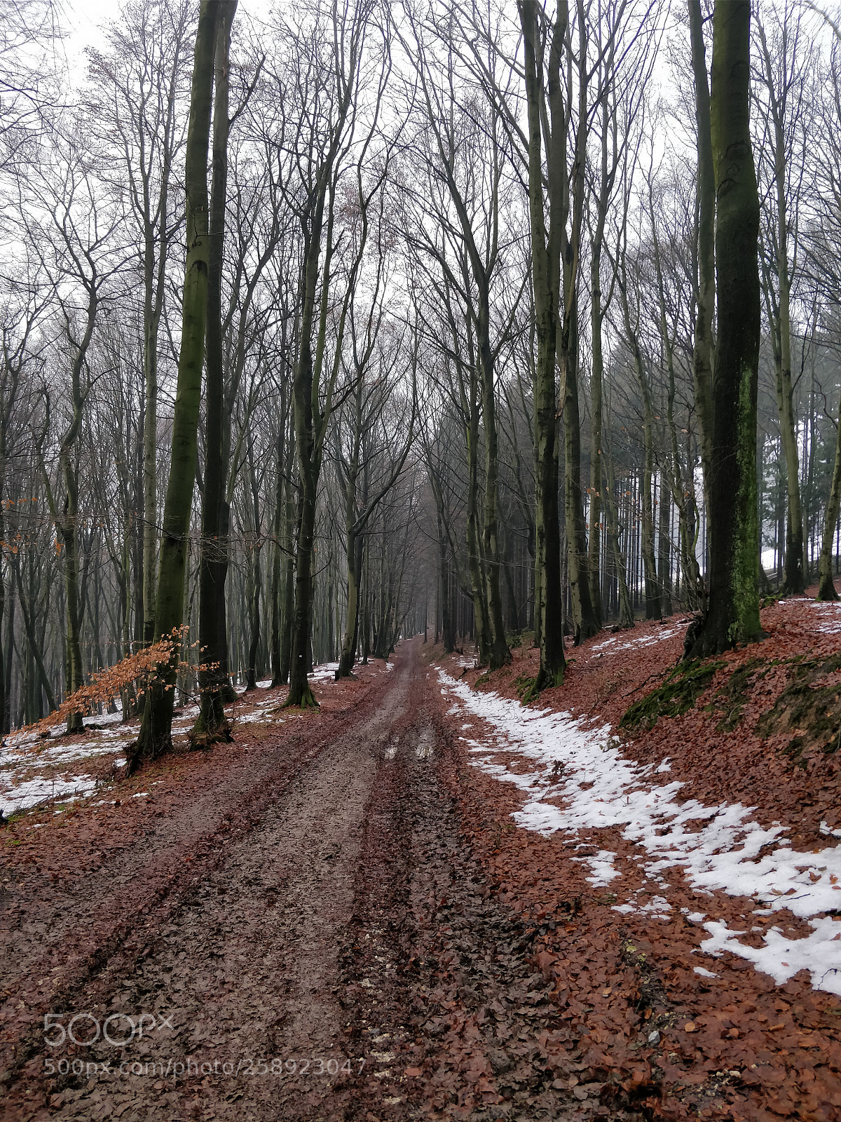 OnePlus 5 sample photo. Early winter forest photography