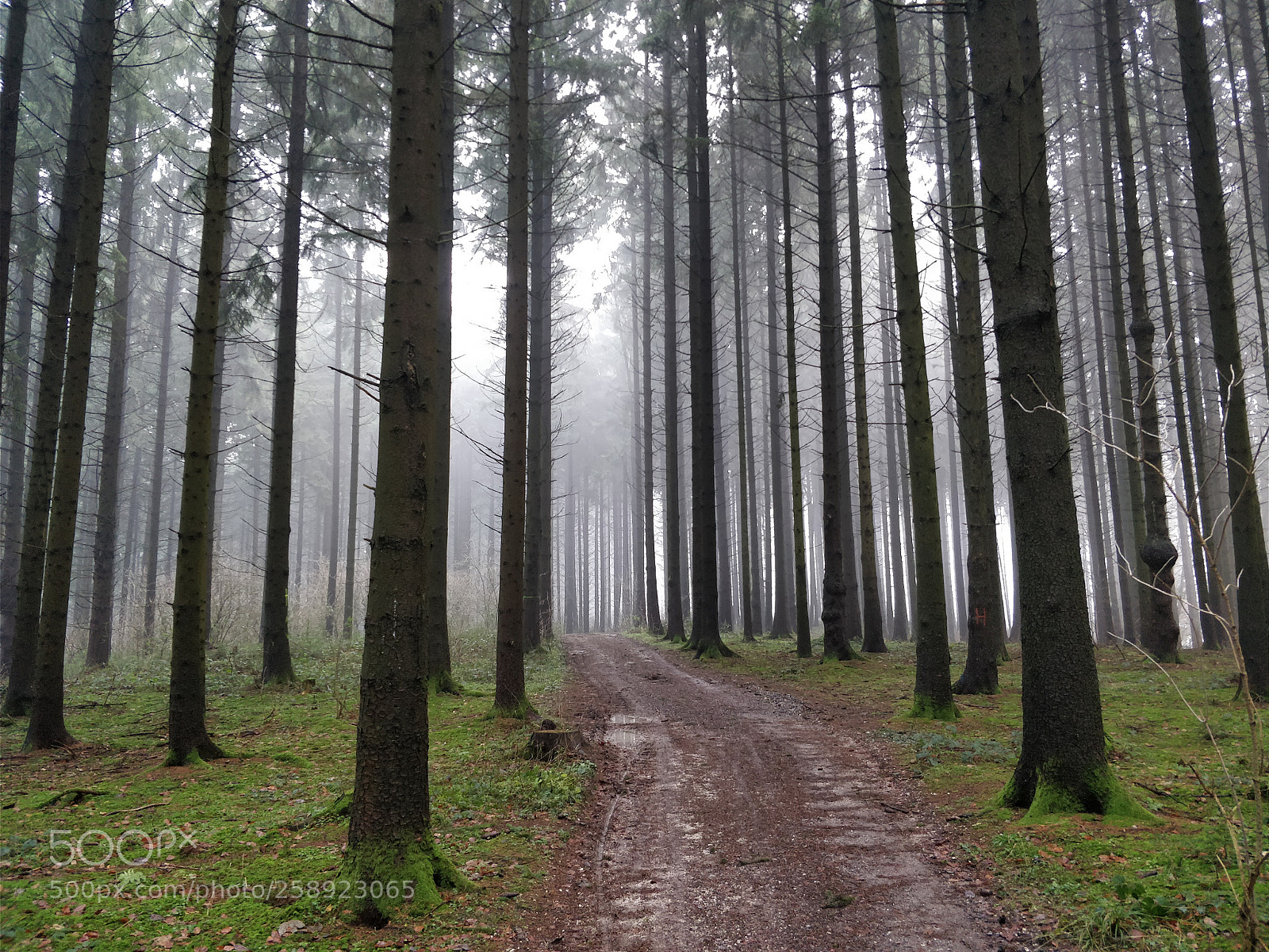 OnePlus 5 sample photo. Mossy winter forest photography