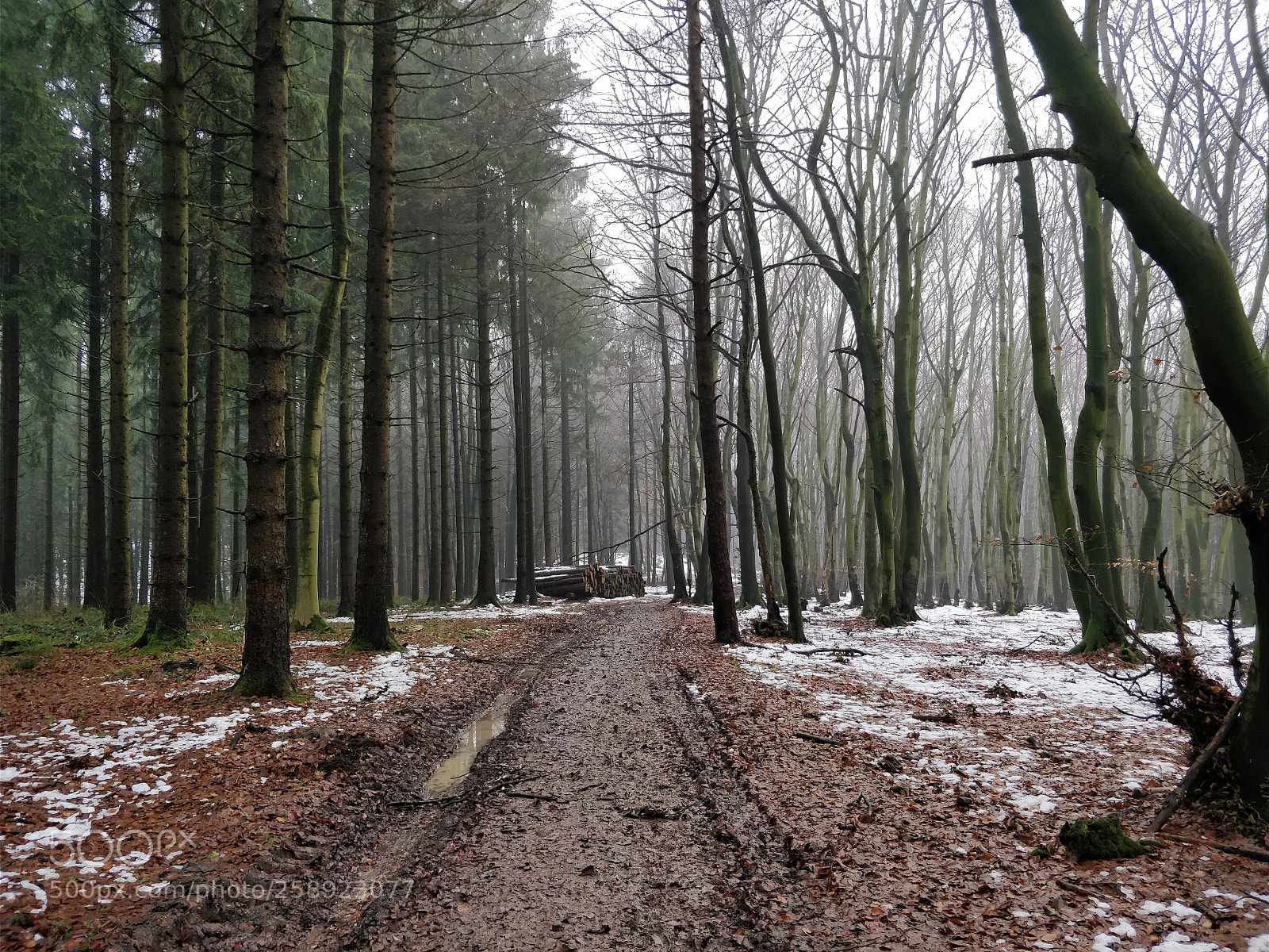 OnePlus 5 sample photo. Muddy winter forest photography