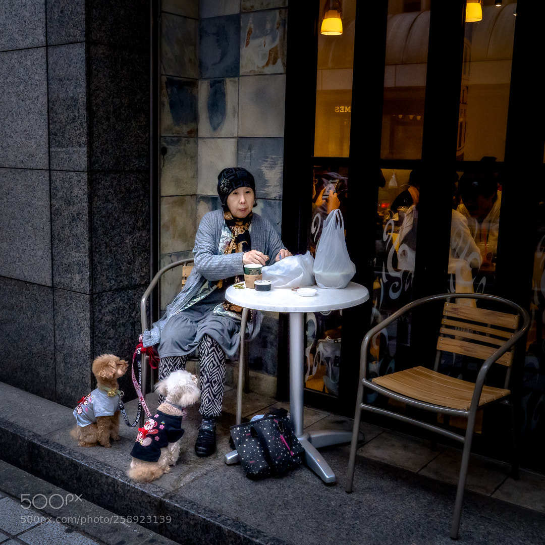 Sony a7 III sample photo. Cinderella dogs photography