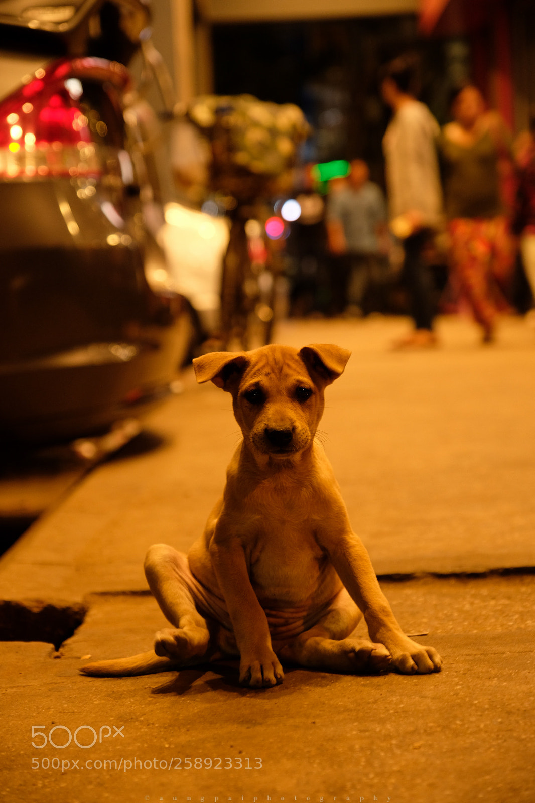 Fujifilm X-T20 sample photo. Wish every dog born photography