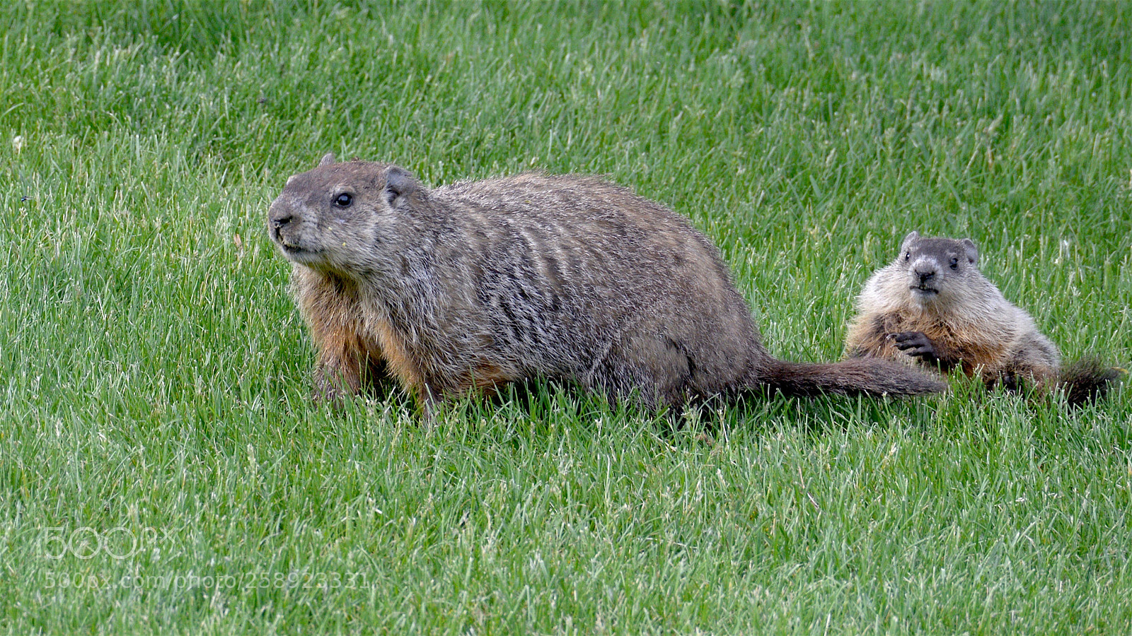 Nikon D800 sample photo. Mama marmot and baby photography
