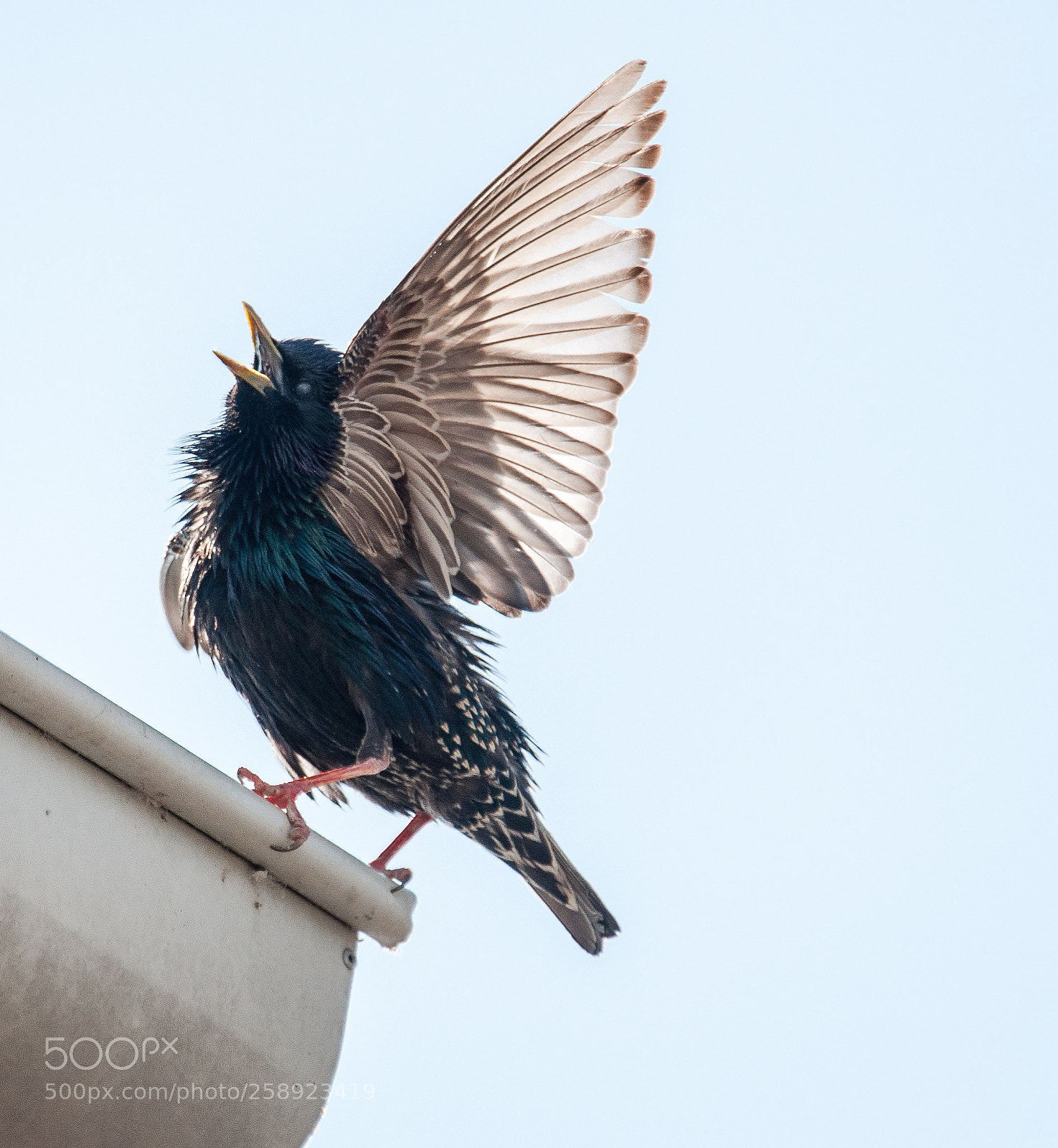 Nikon D90 sample photo. Hungry starling photography
