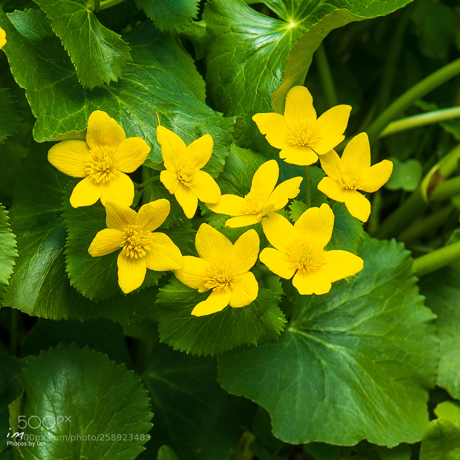 Nikon D610 sample photo. Chrysogonum photography