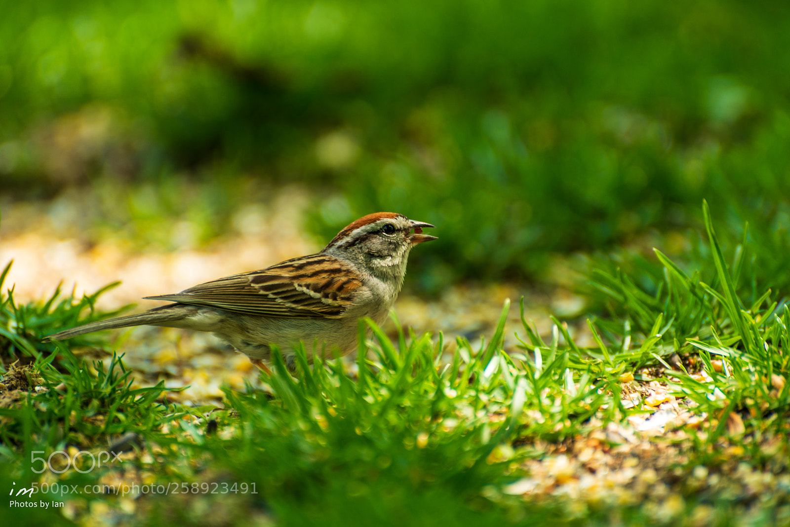 Nikon D610 sample photo. Chipping sparrow photography