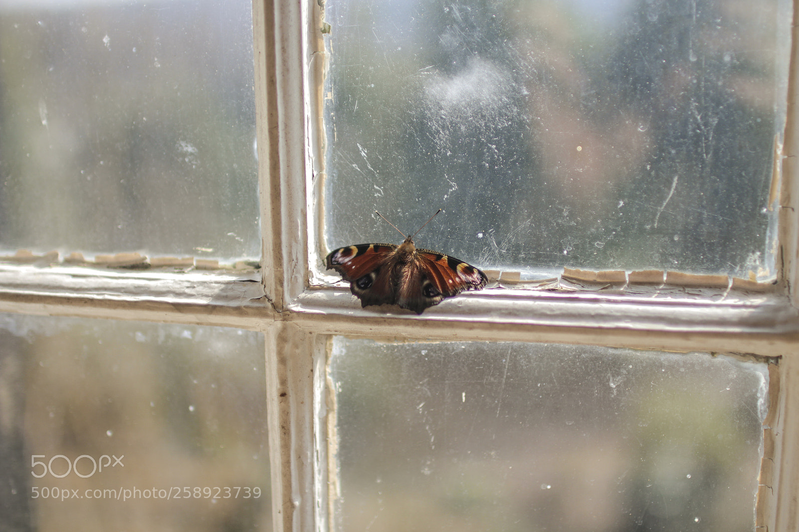 Canon EOS 650D (EOS Rebel T4i / EOS Kiss X6i) sample photo. Loxley chapel butterfly photography