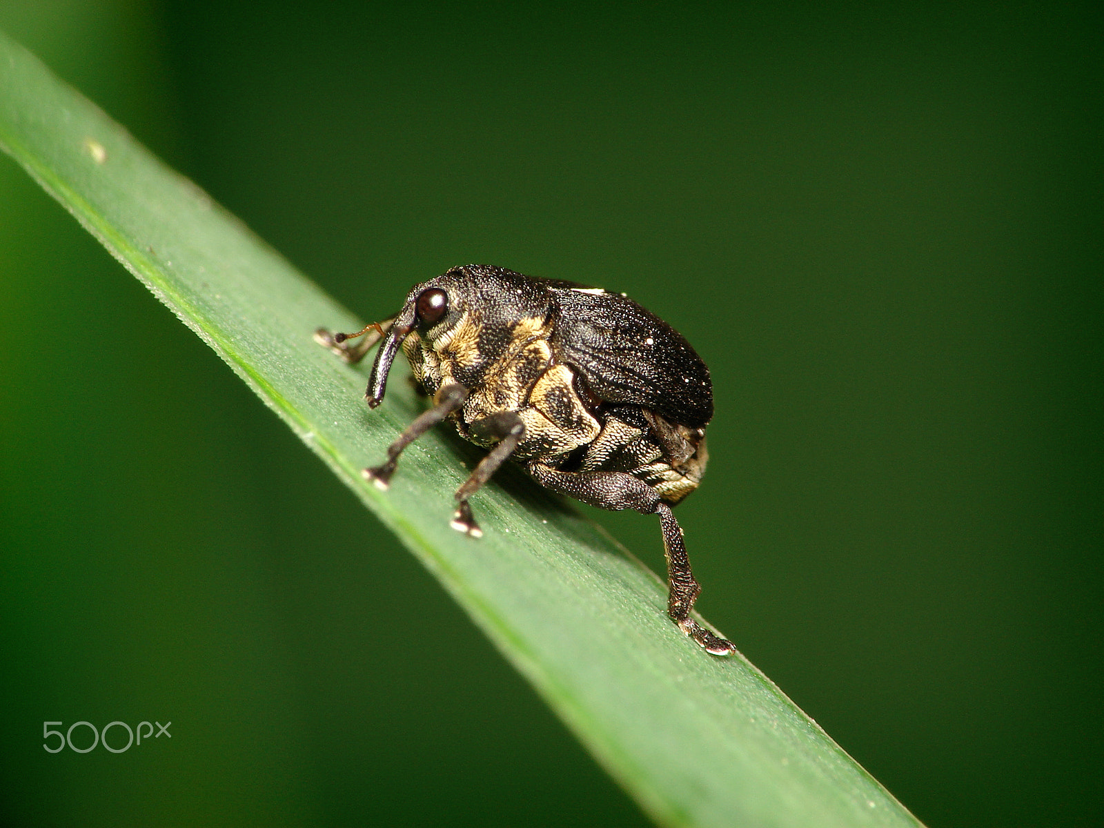 Sony DSC-H2 sample photo. Jednorek kosaćcowy - mononychus punctumalbum photography