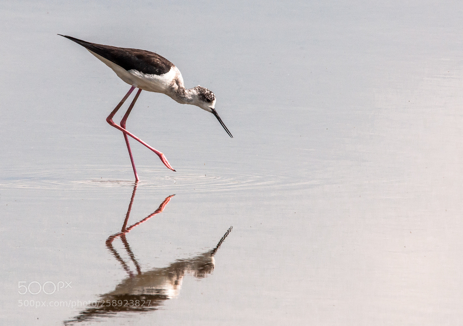Nikon D90 sample photo. Black winged stilt photography