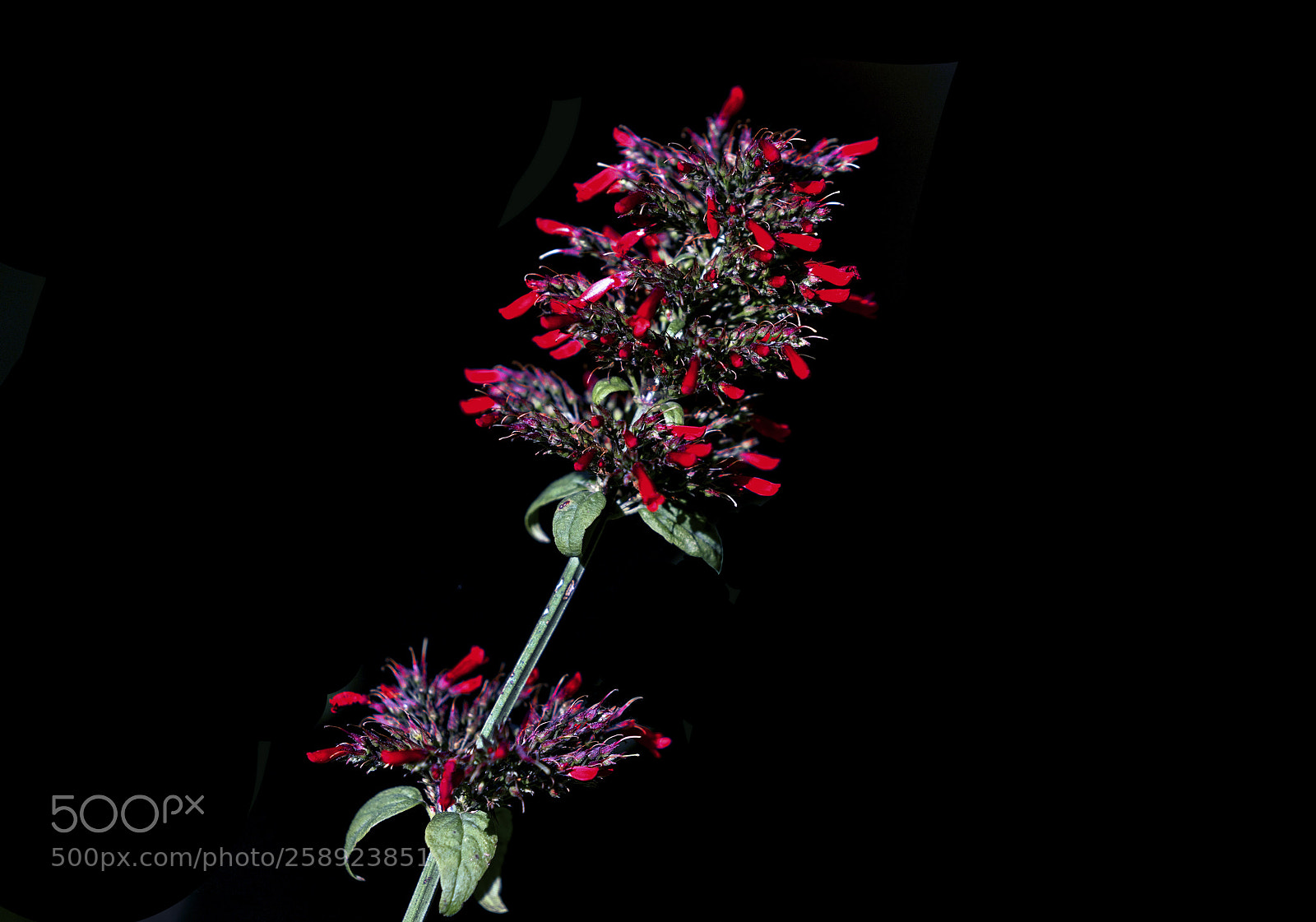 Sony a7R III sample photo. Red flower silhouette photography