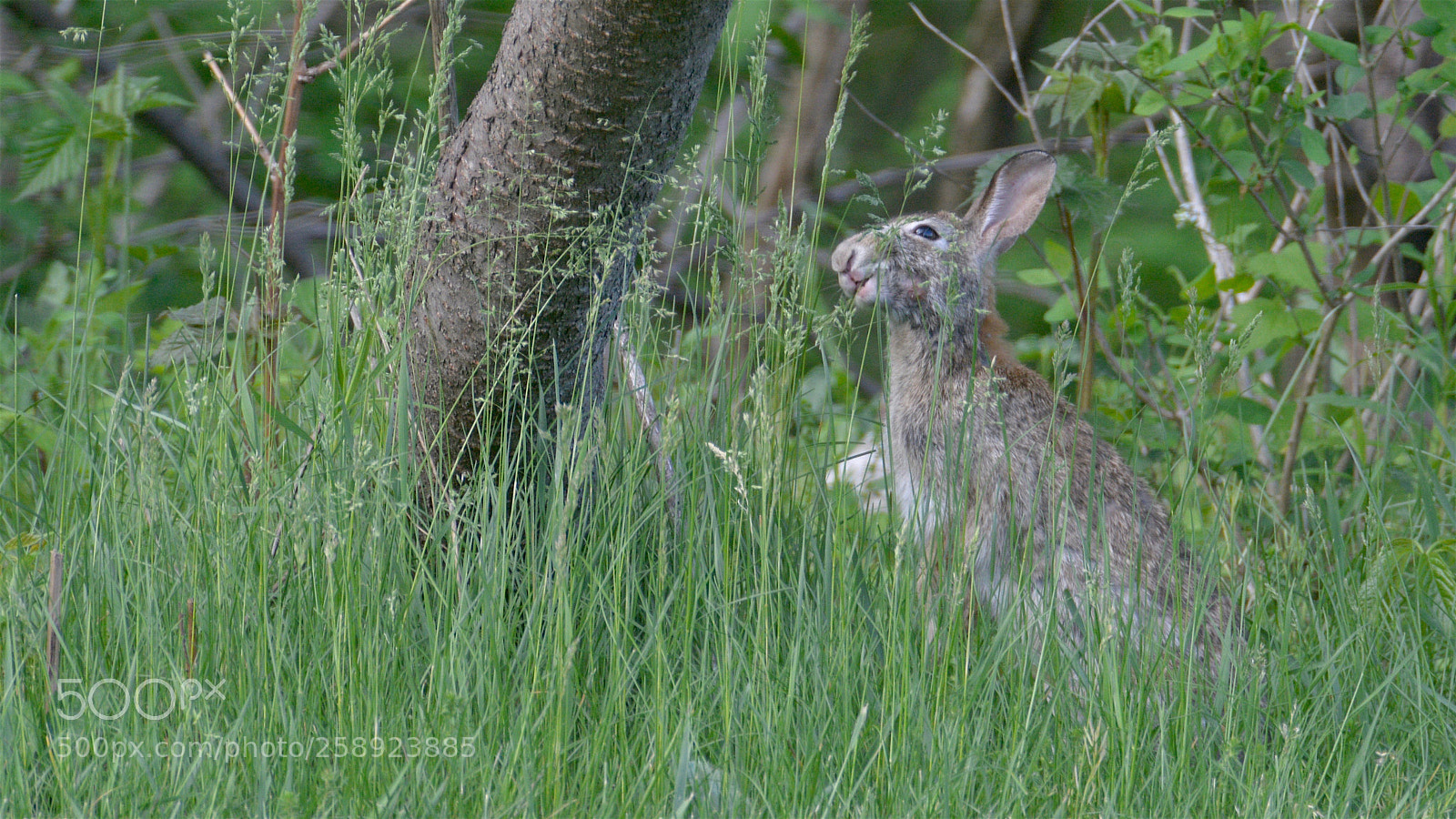 Nikon D800 sample photo. Eating grass photography