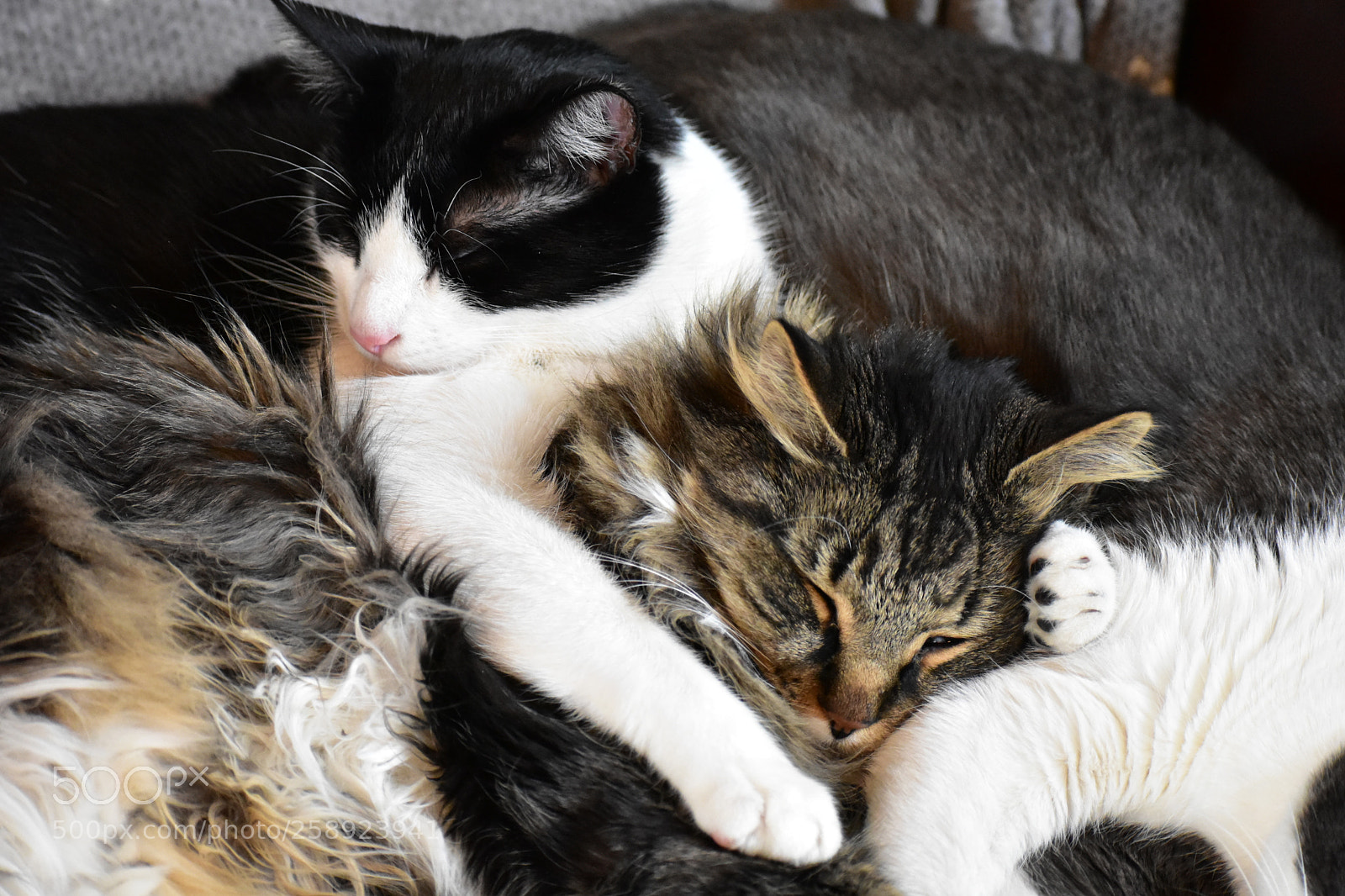 Nikon D3400 sample photo. Cat pile photography