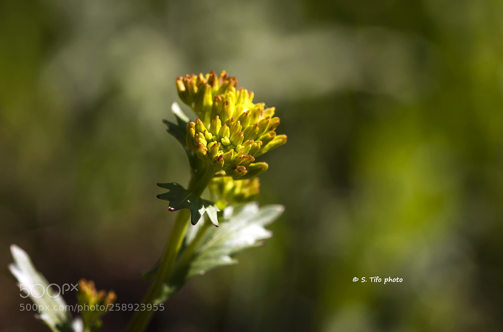 Canon EOS 80D sample photo. Taking the sun ... photography
