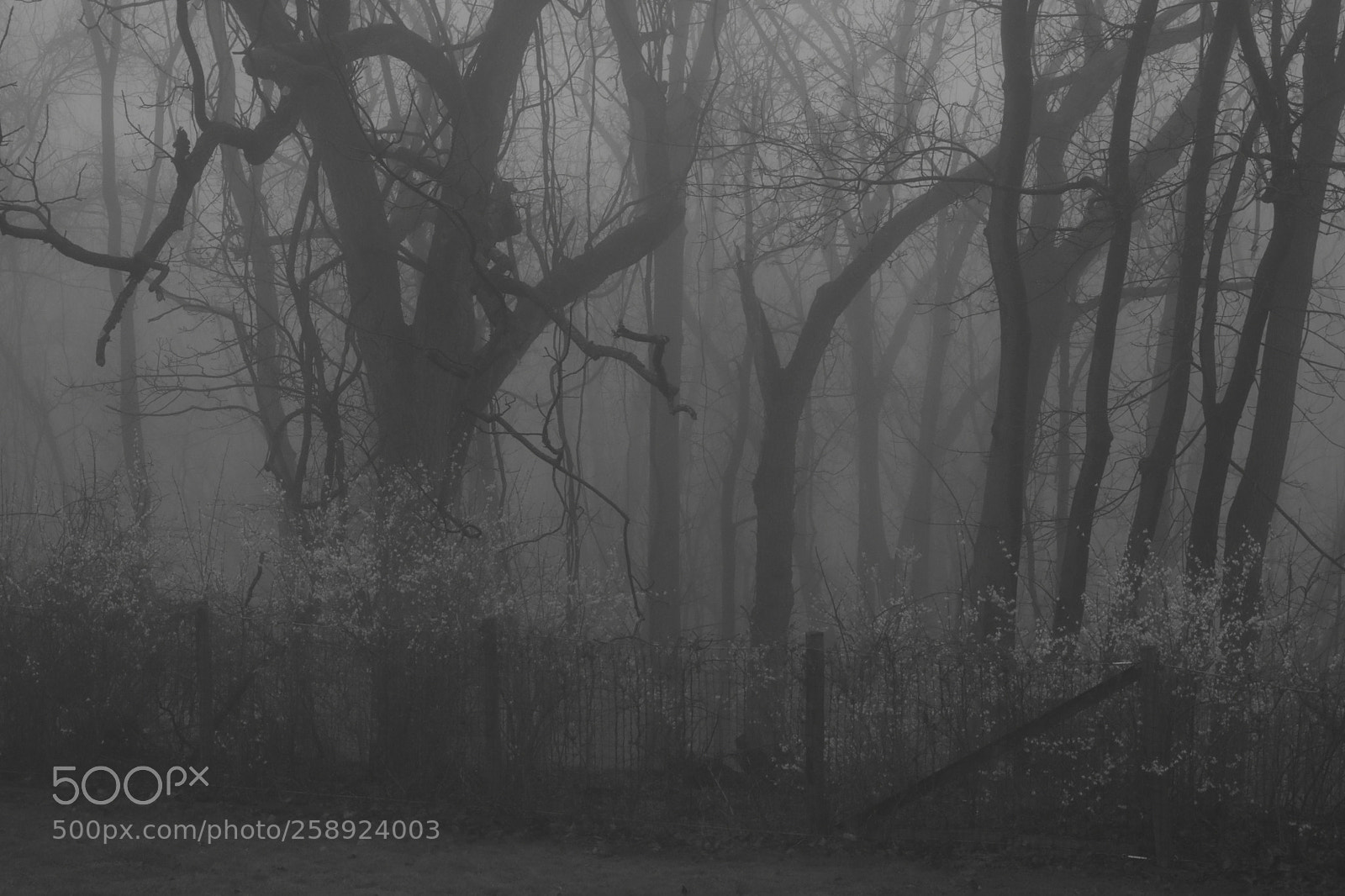 Nikon D3400 sample photo. Foggy treeline photography