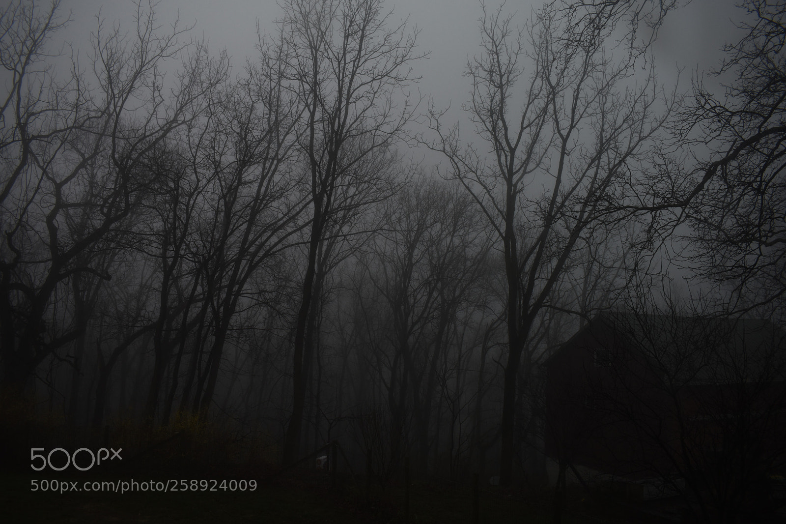 Nikon D3400 sample photo. Foggy treeline photography