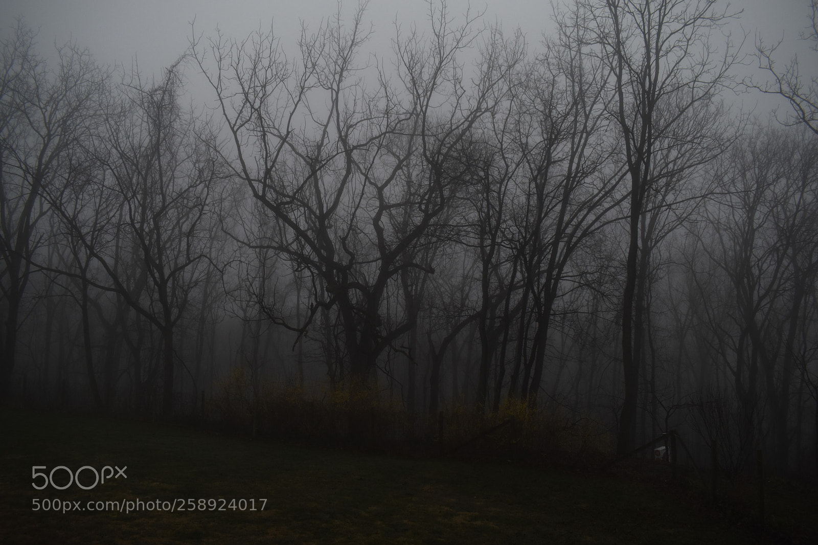 Nikon D3400 sample photo. Foggy treeline photography