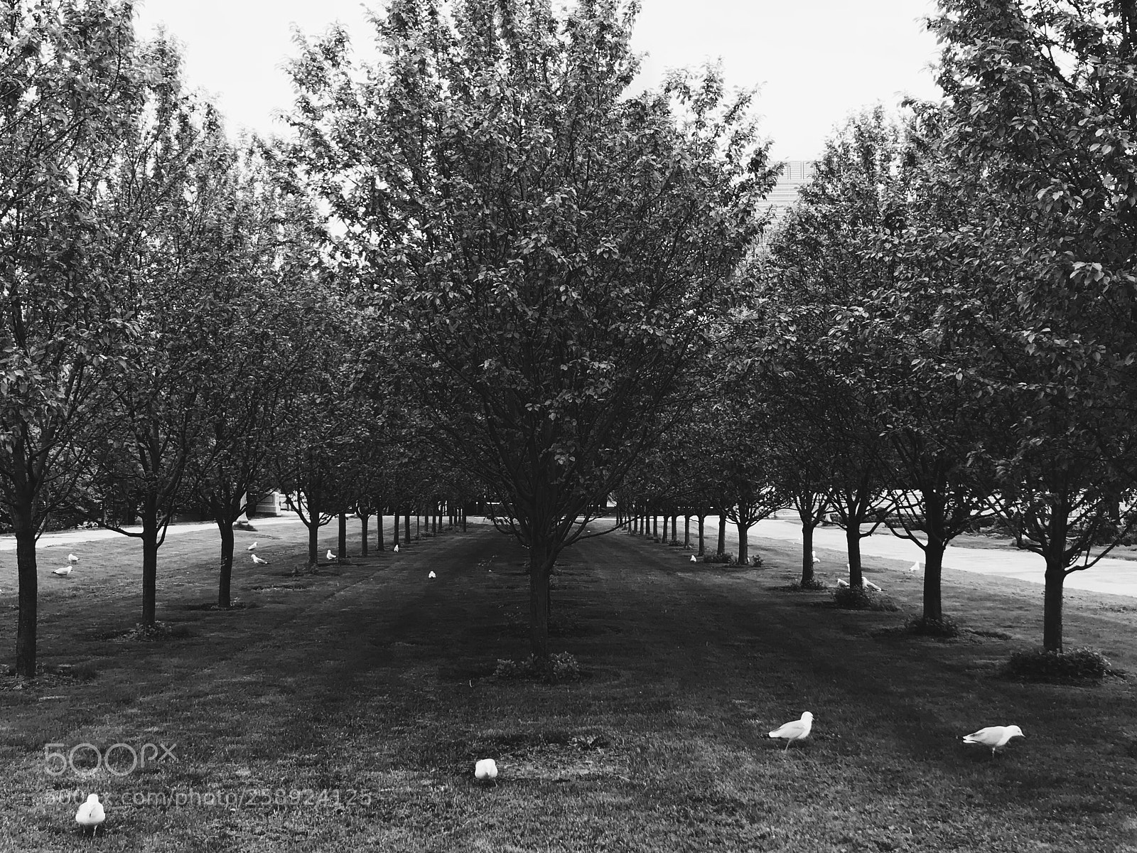 Apple iPhone 7 sample photo. Seedless photography