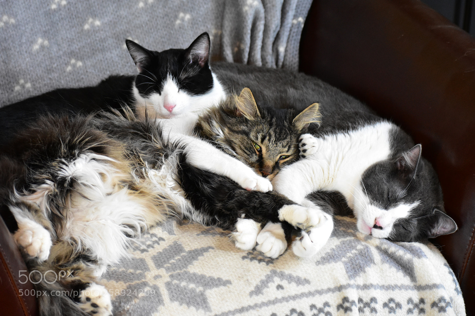 Nikon D3400 sample photo. Cat pile photography